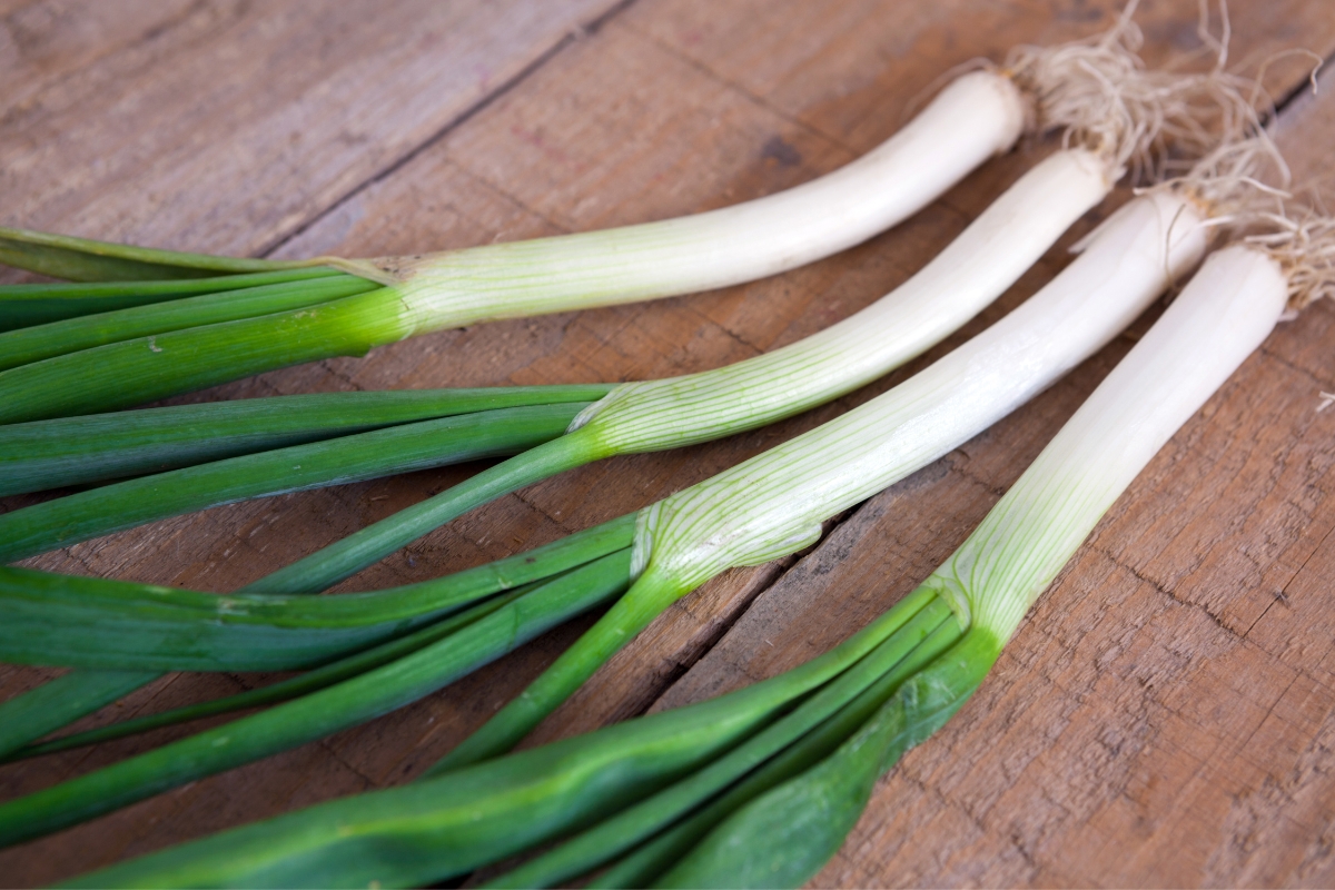 Scallions