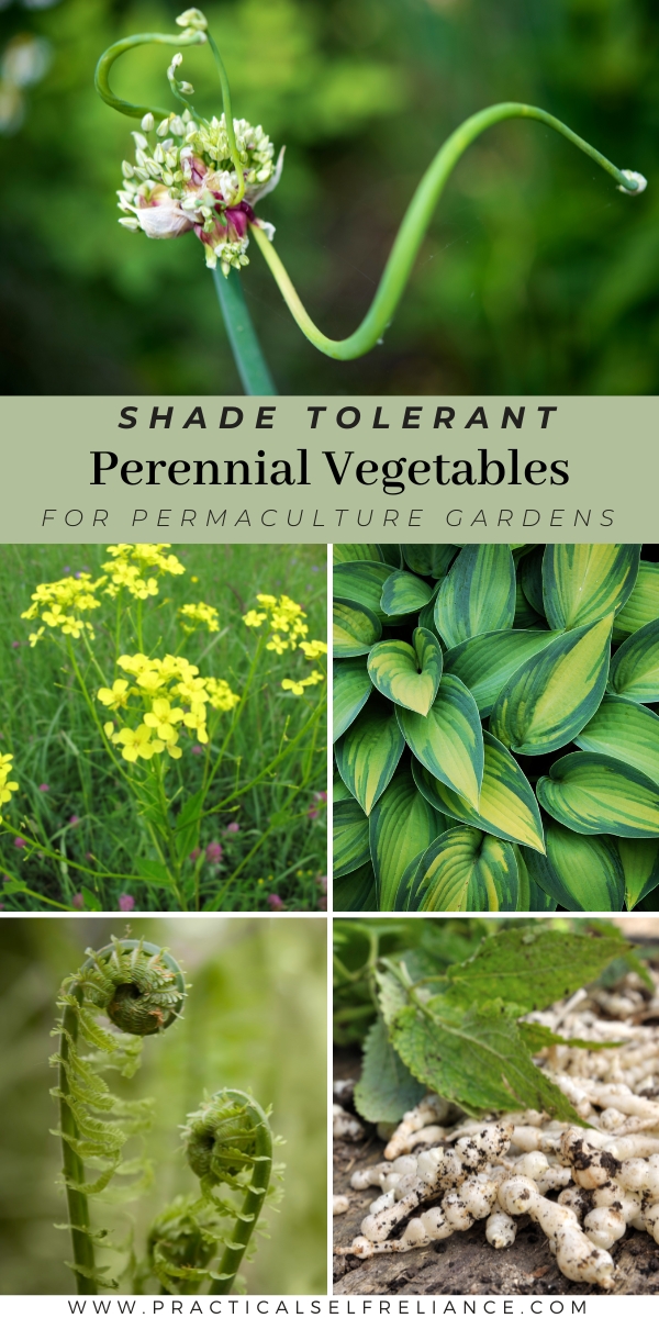 Shade Tolerant Perennial Vegetables permaculture