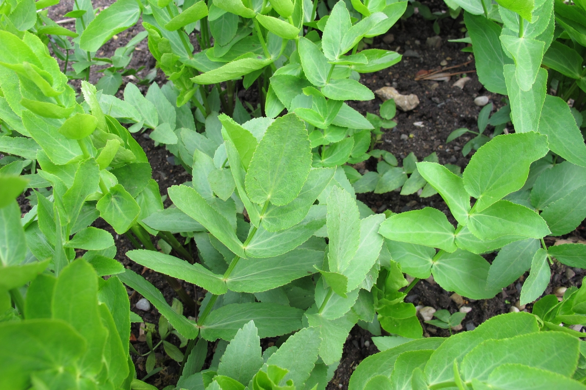 Skirret