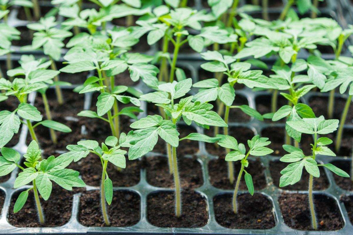 Starting Tomato Seeds