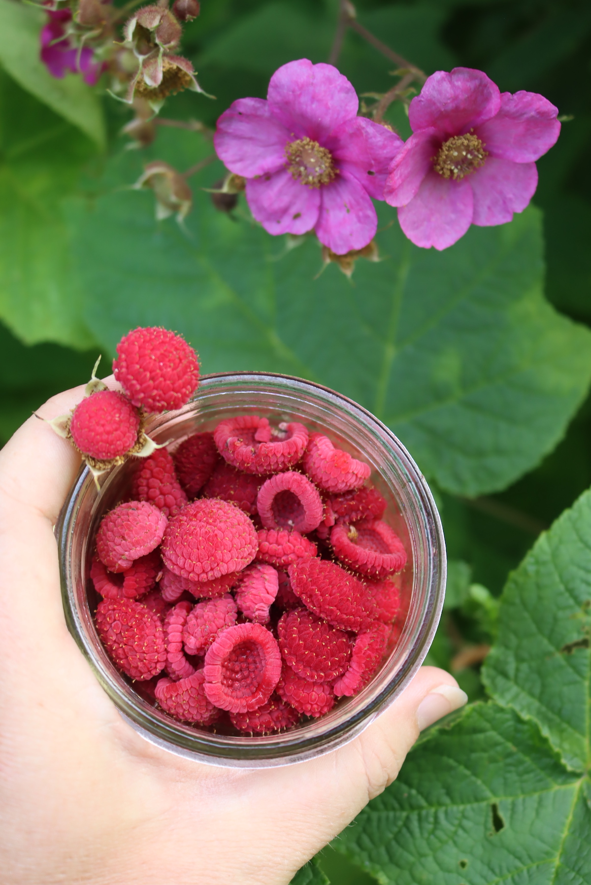 Thimbleberries