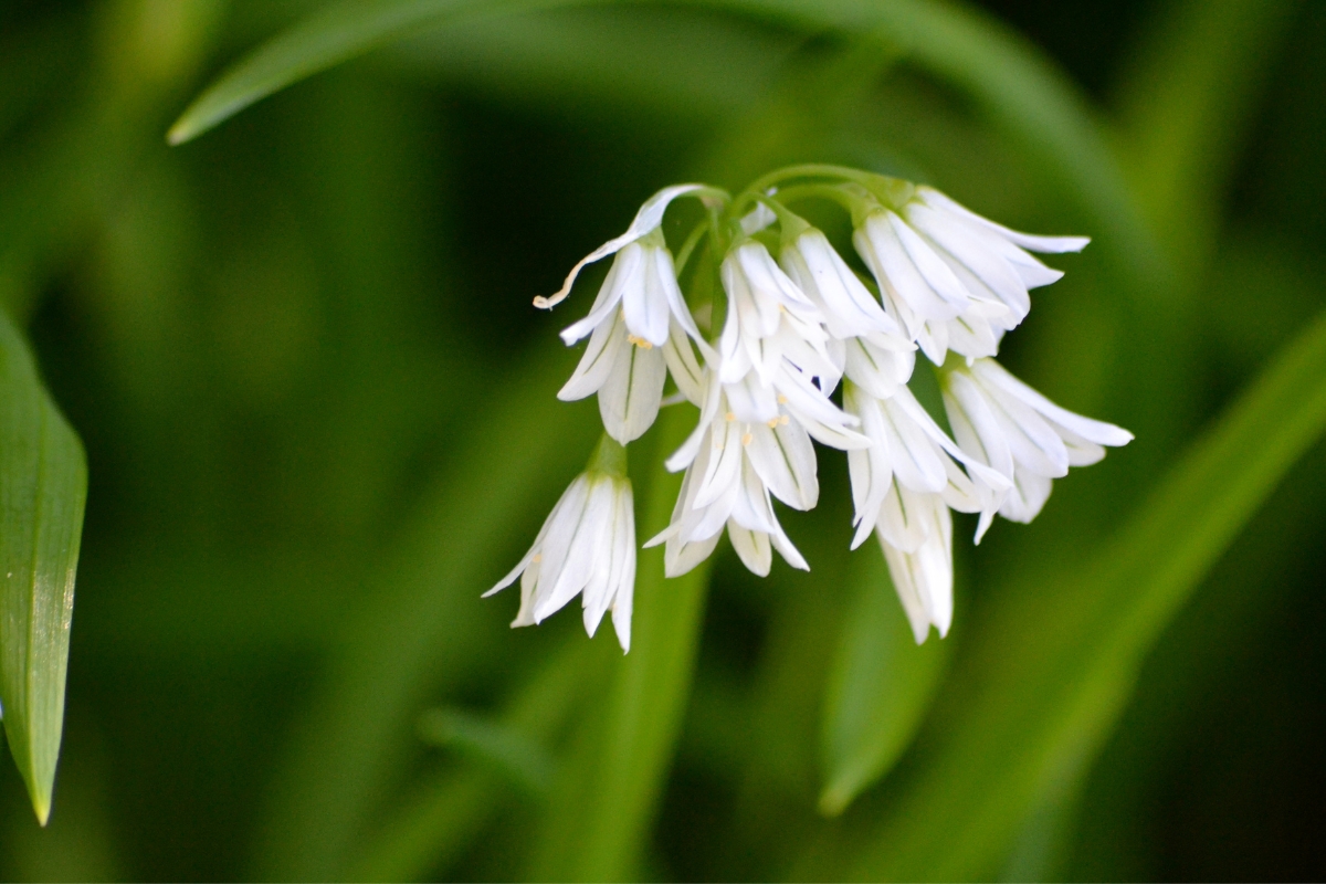 Three Cornered Leek