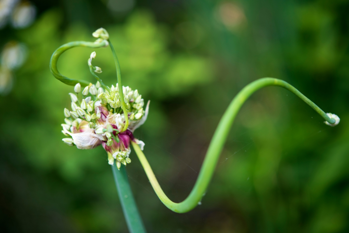 Walking Onions