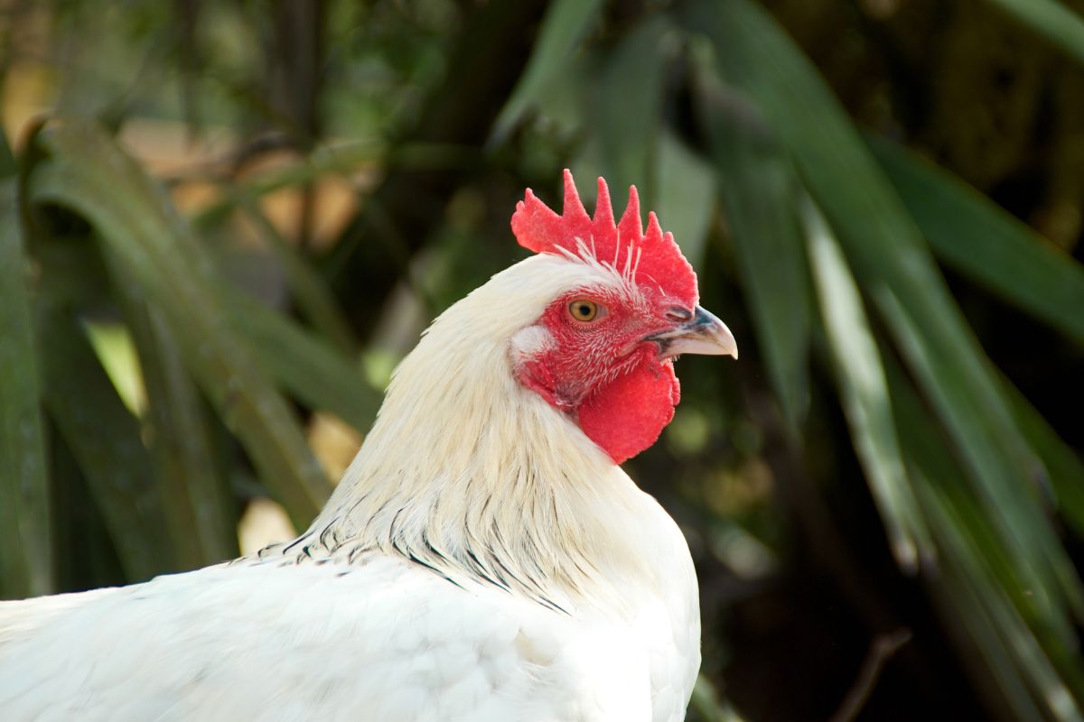 White Marans