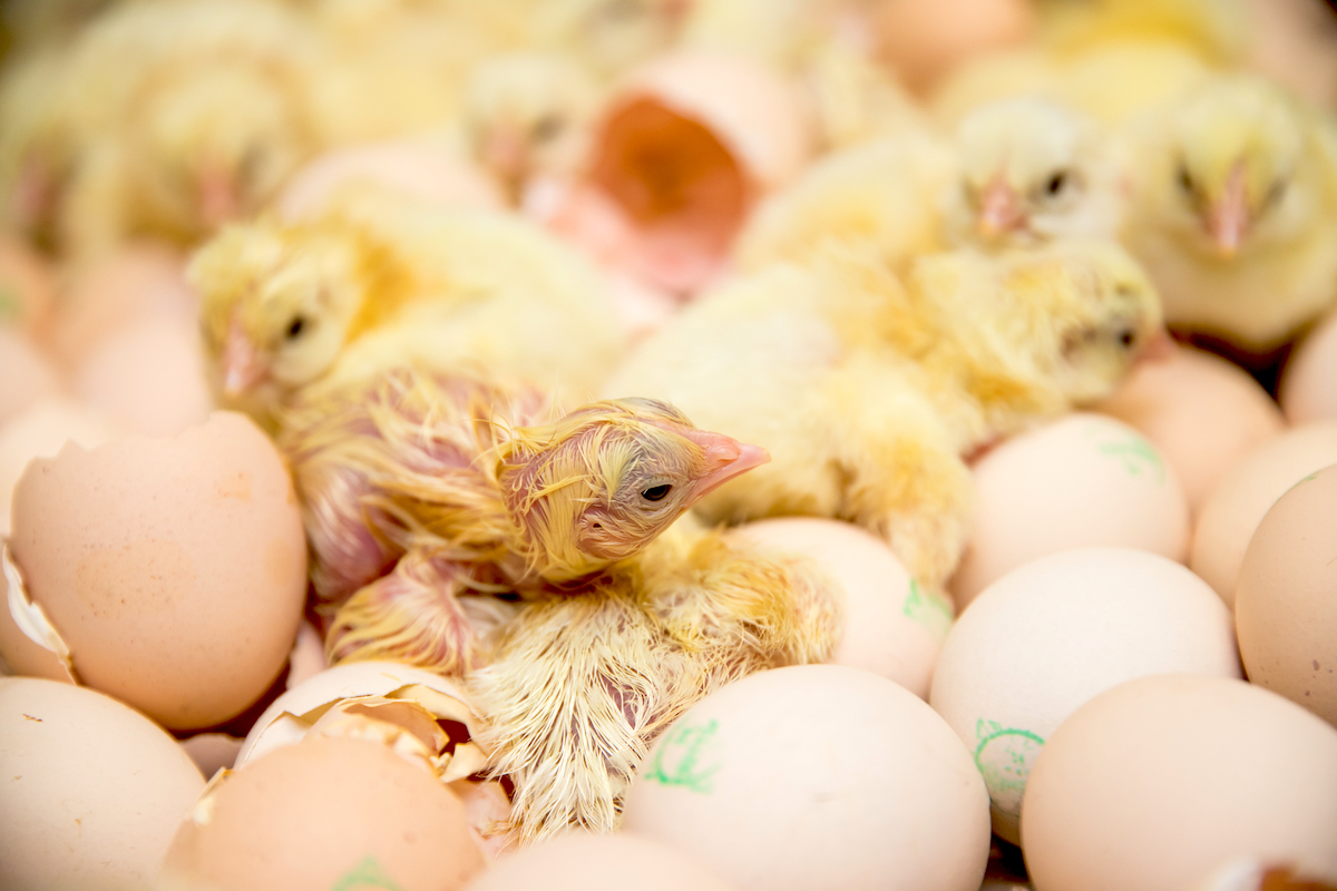 Baby chicks in an incubator
