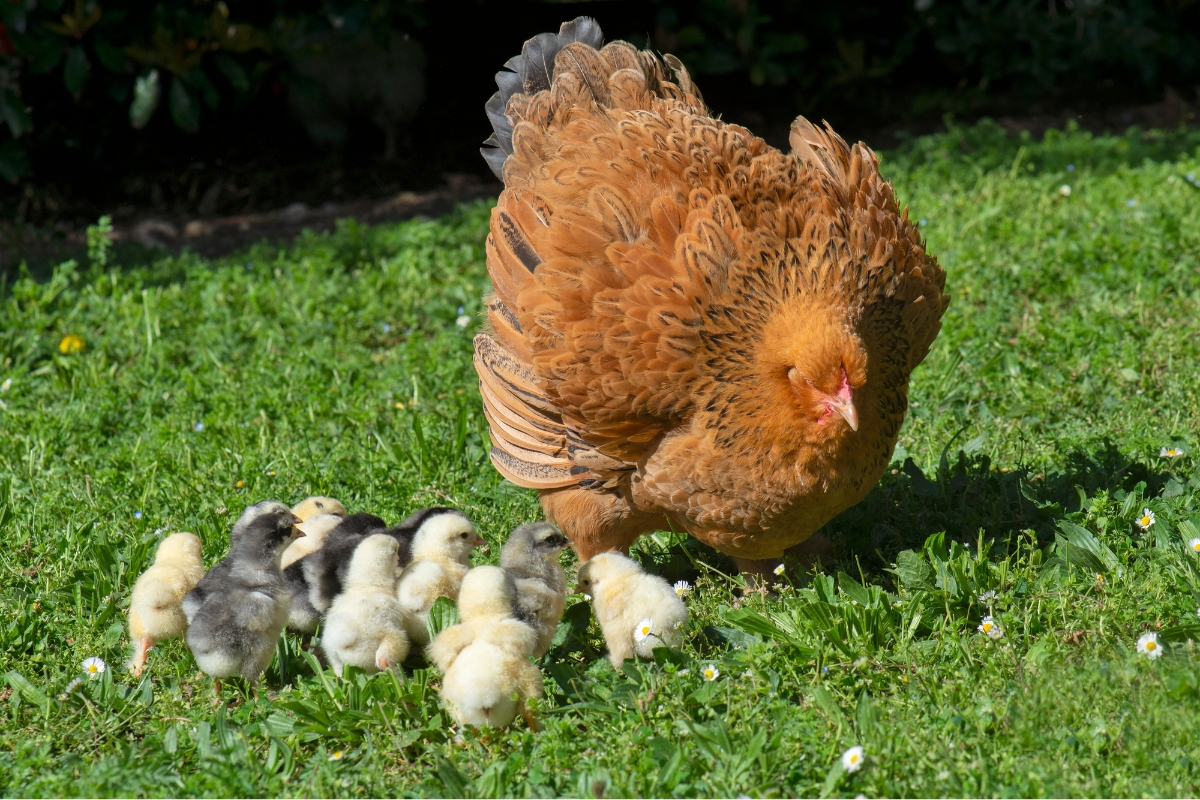 Bantam Brahma Hen with Chicks