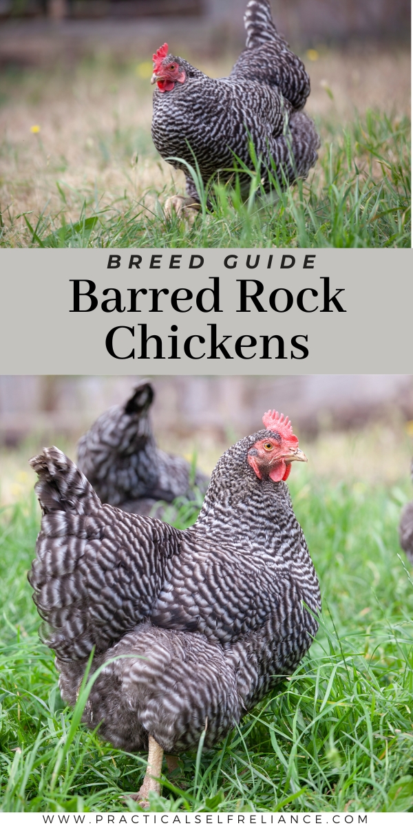 Barred Rock Chickens Breed Guide