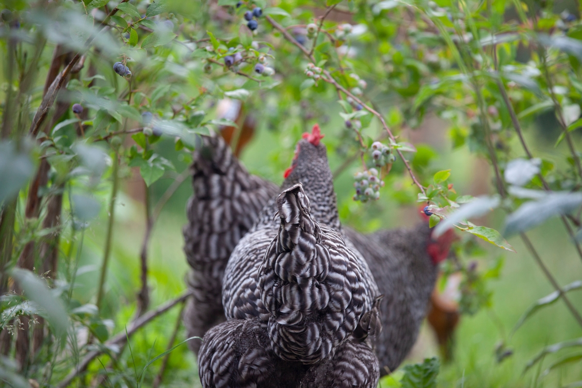 Barred Rock Hen
