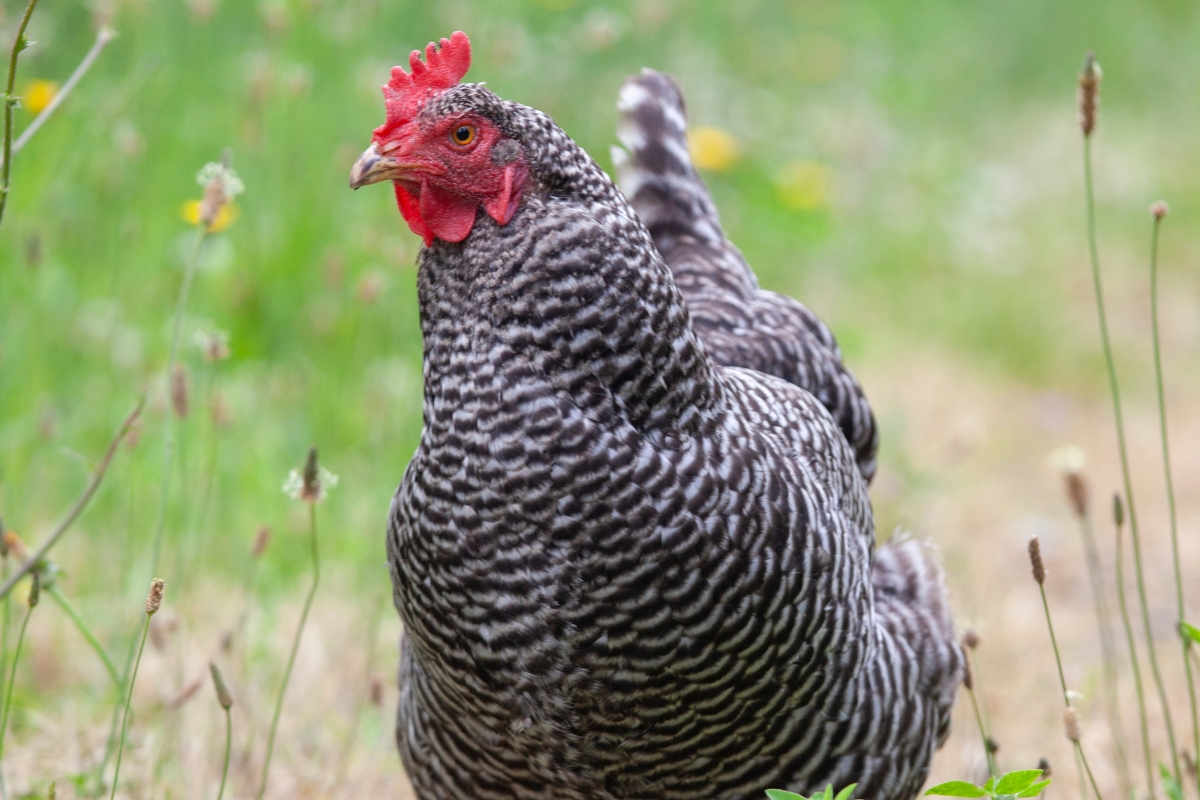 Barred Rock Hen