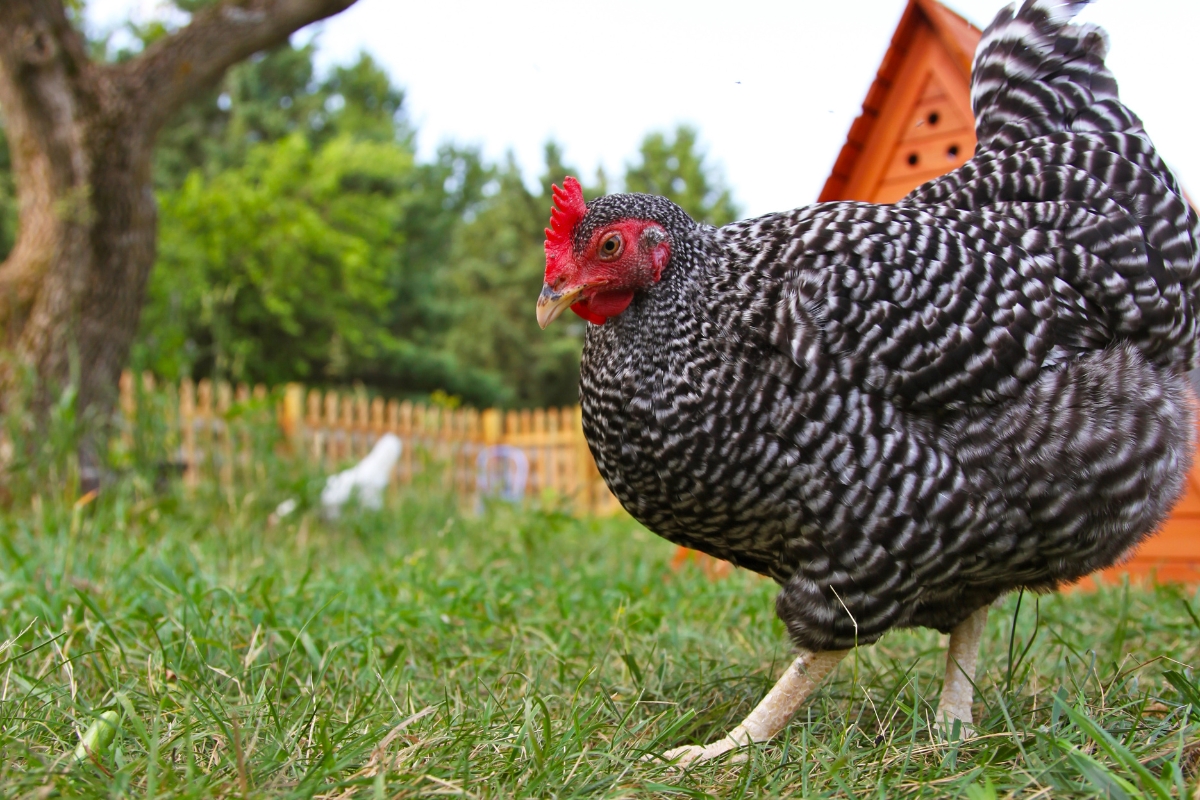 Barred Rock Hen