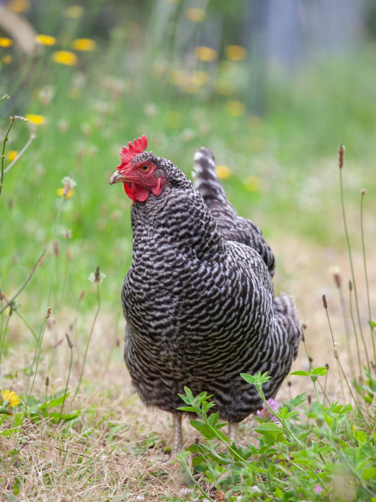 Barred Rock Hen