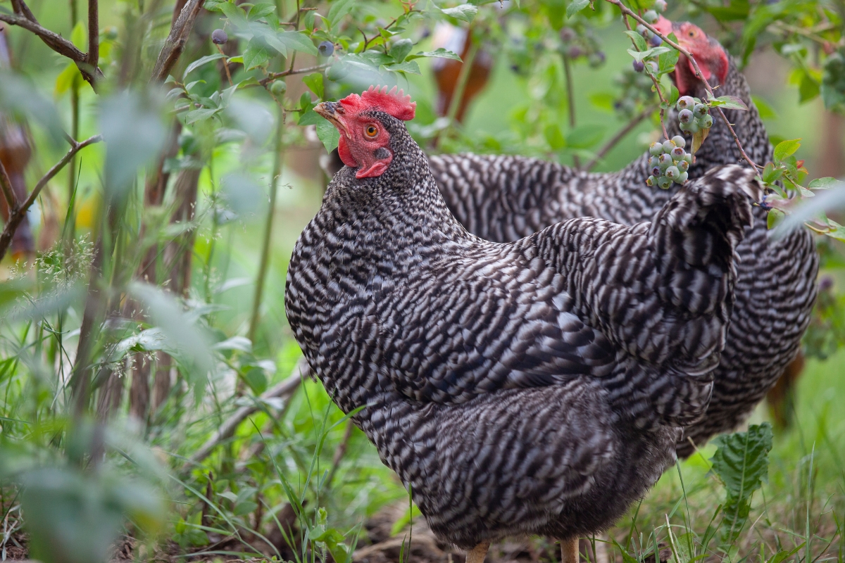 Barred Rock Hen