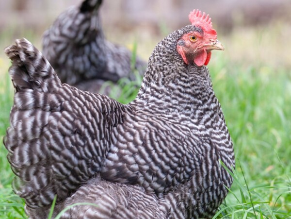 Barred Rock Hen