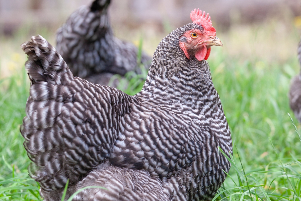 Barred Rock Chicken Breed Guide (Plymouth Rock)