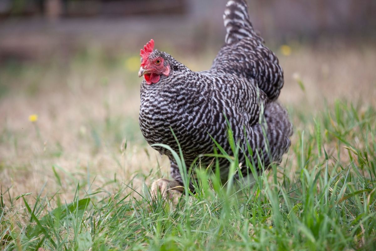 Barred Rock Hen