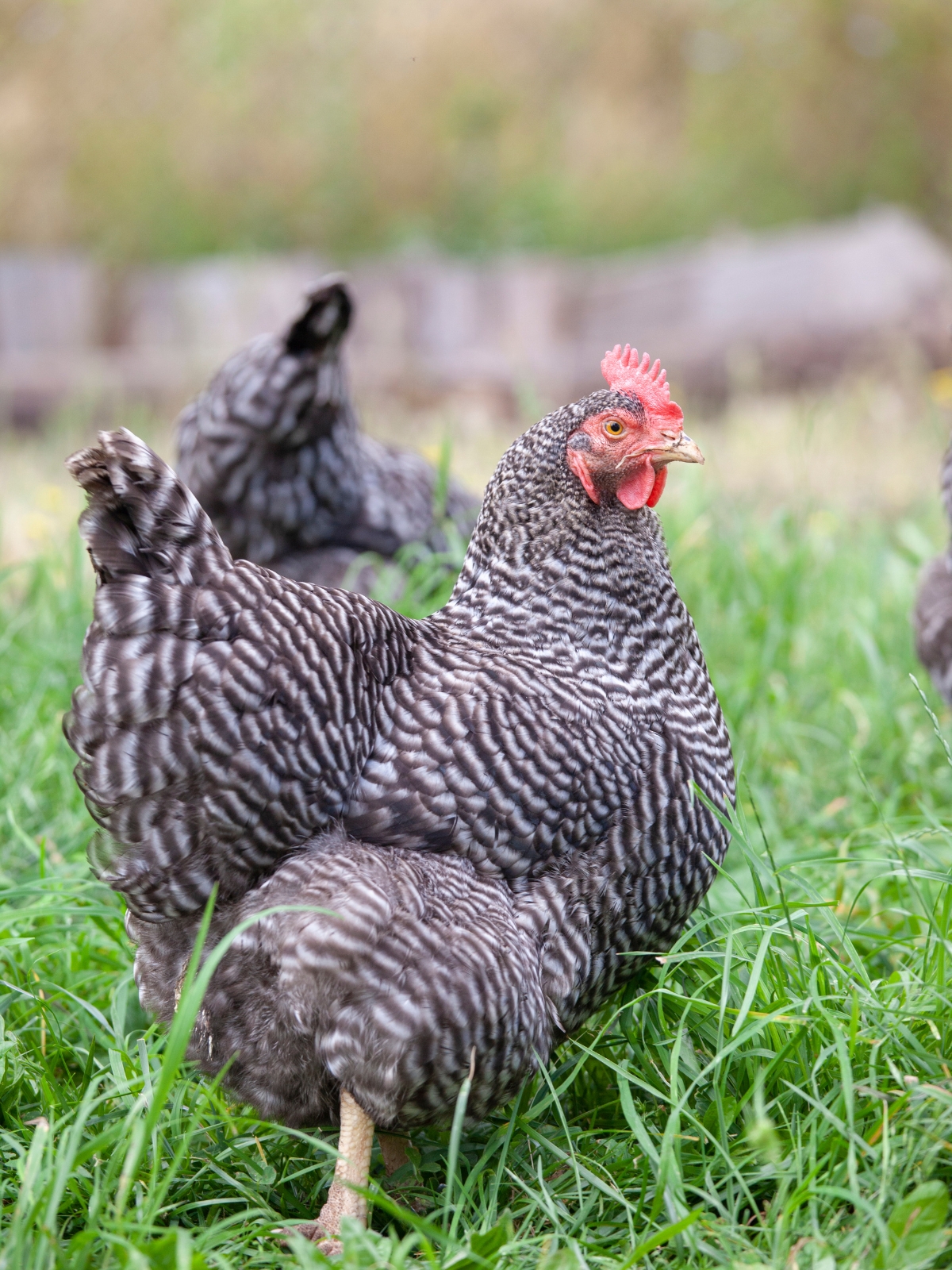 Barred Rock Hen