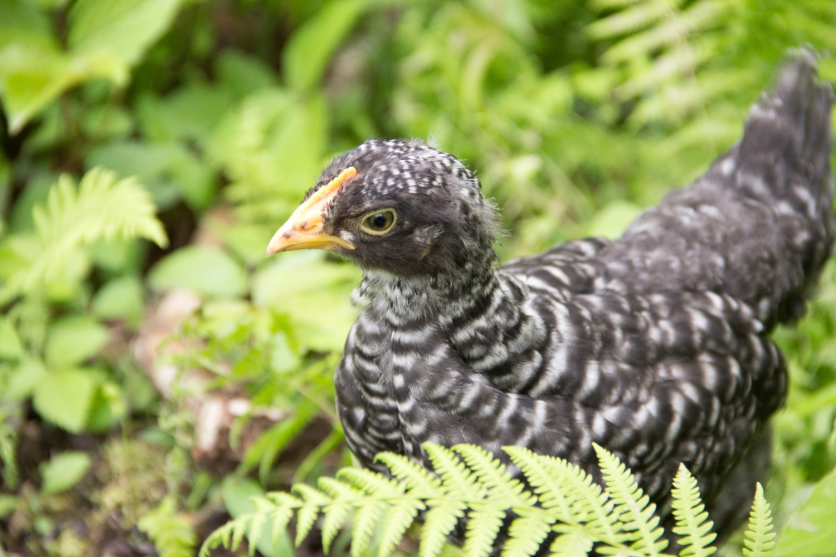 A young barred rock pullet