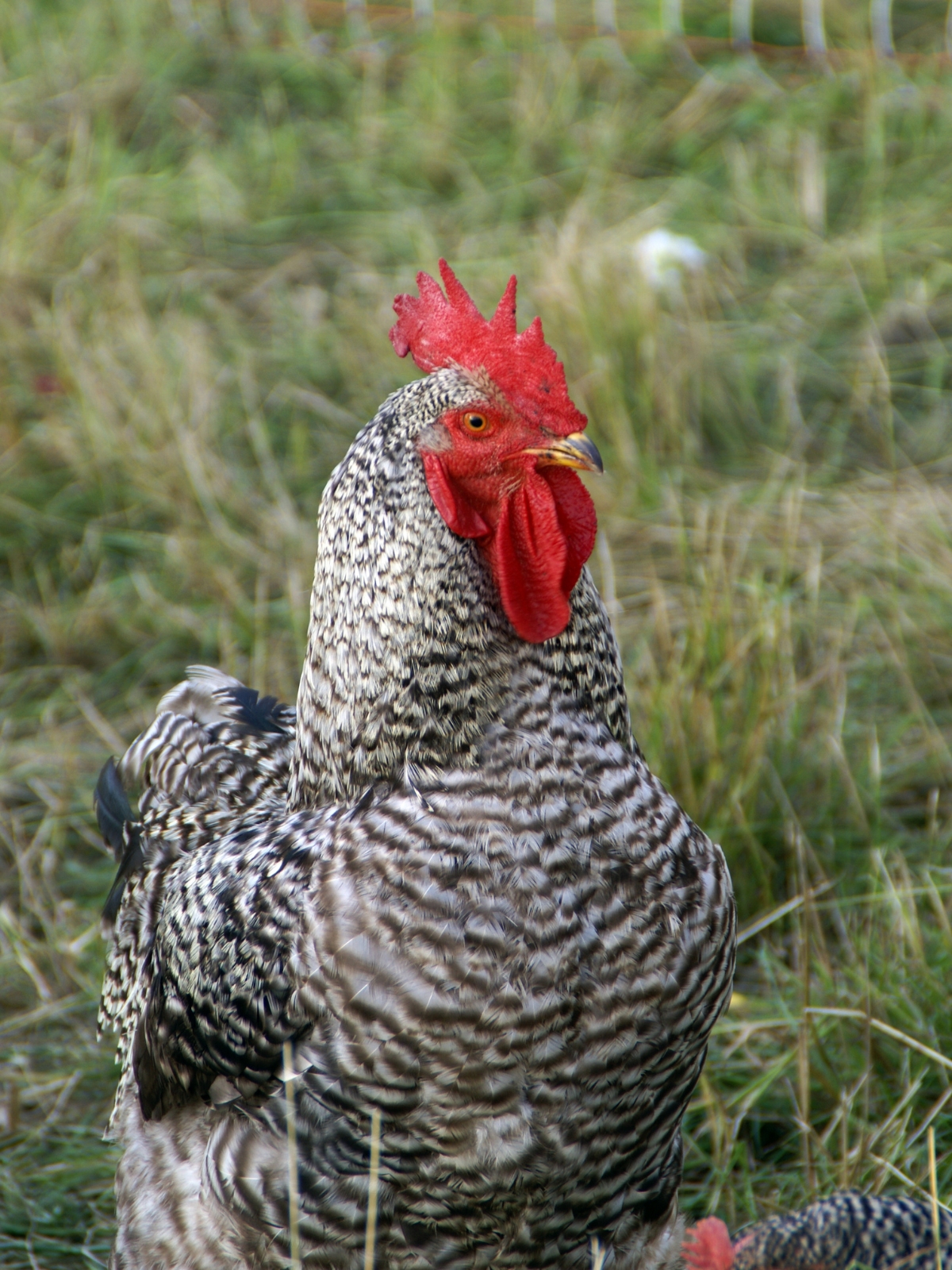 Barred Rock Rooster