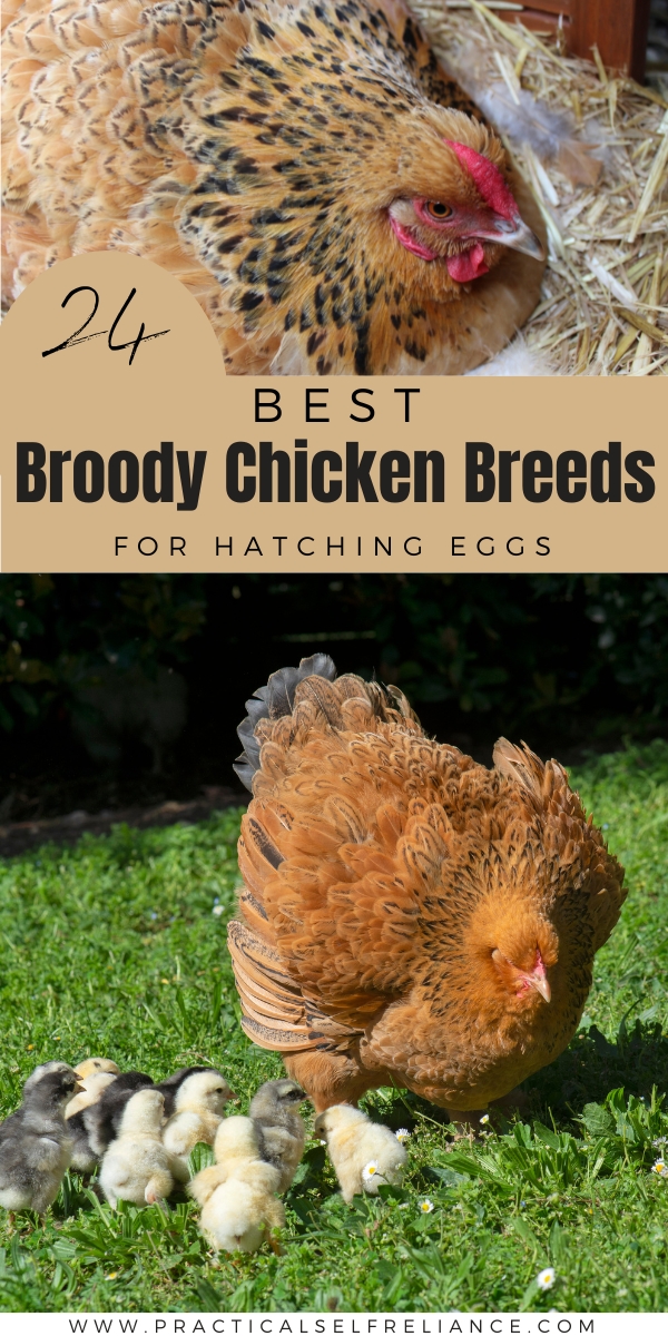 Best Broody Chicken Breeds for Hatching Eggs