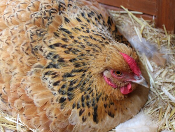 Broody Hen