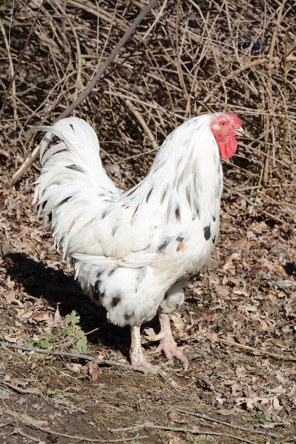 Chantecler Rooster