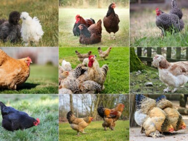 Beginners Guide to Chicken Egg Colors — Practical Self Reliance