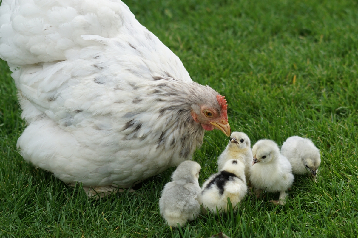 Cochin Chicken and Chicks
