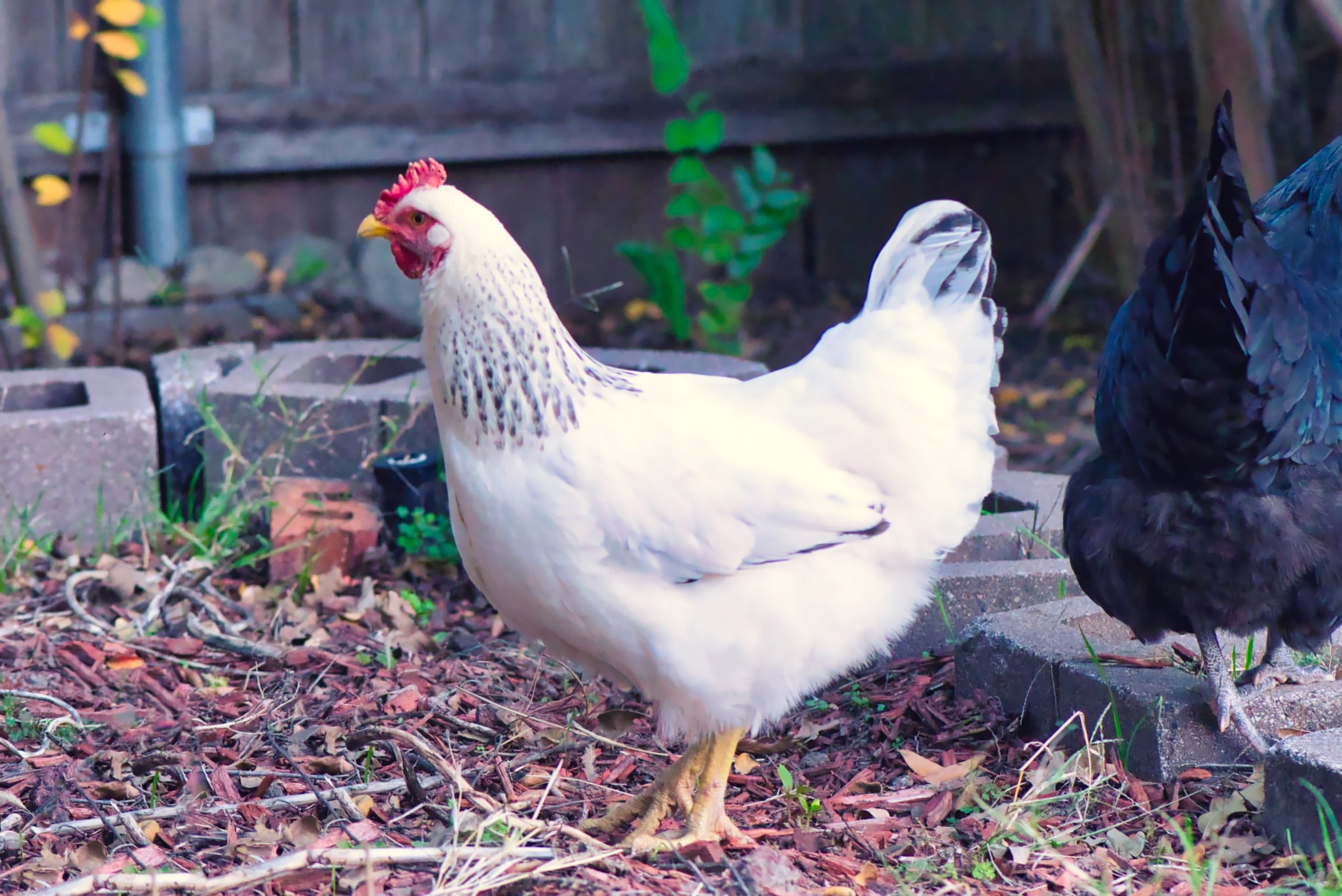 Delaware Chicken