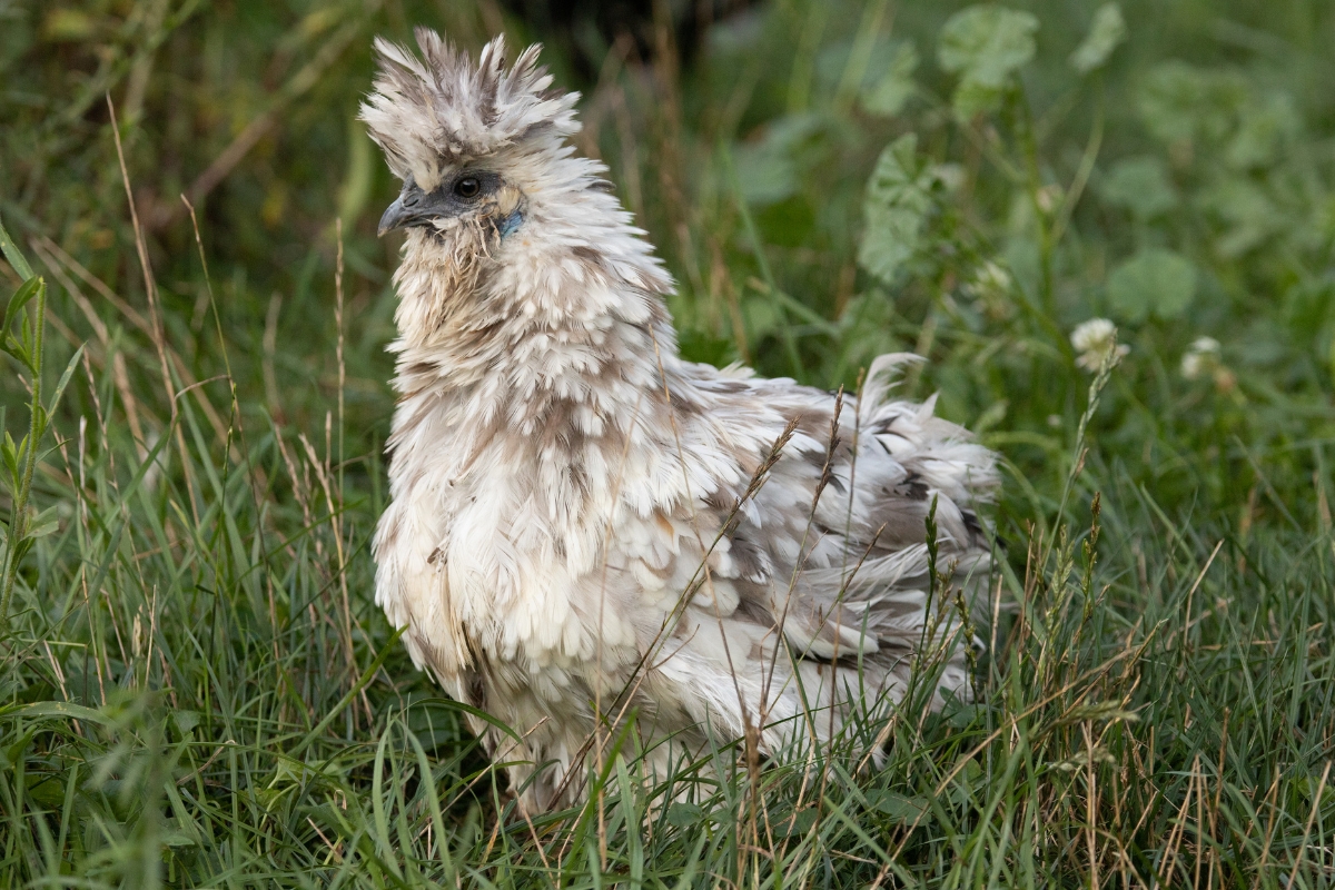 Dirty Silkie Chicken