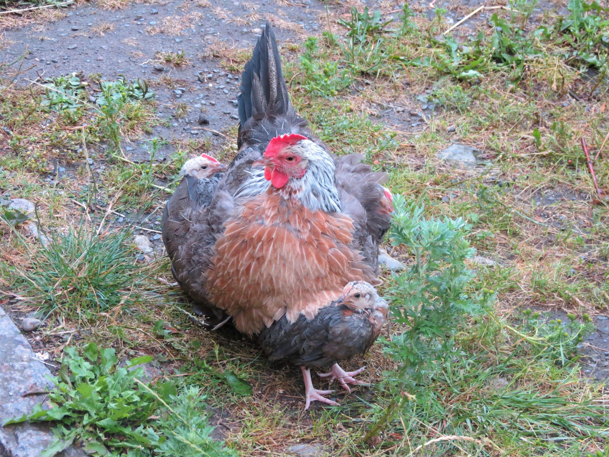 Dorking Hen and Chicks