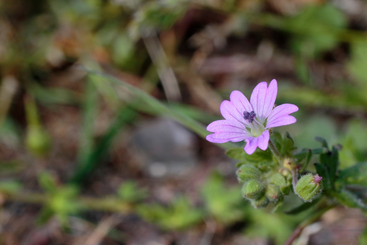 Dove’s-Foot Geranium