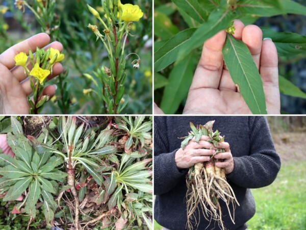 Identifying Evening Primrose