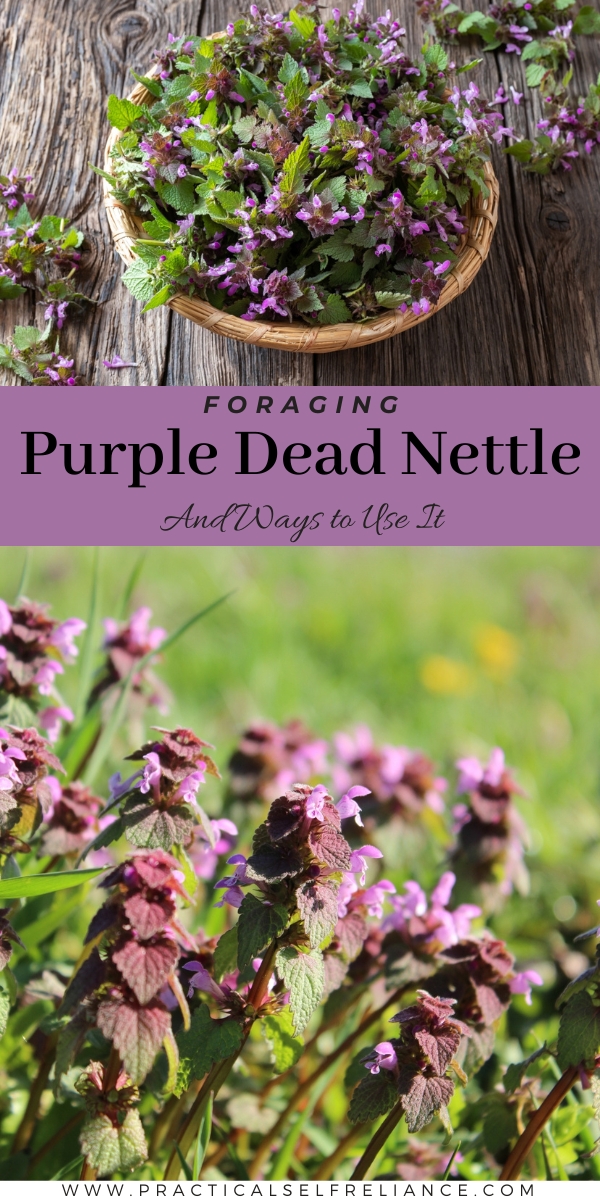 Purple Dead Nettle