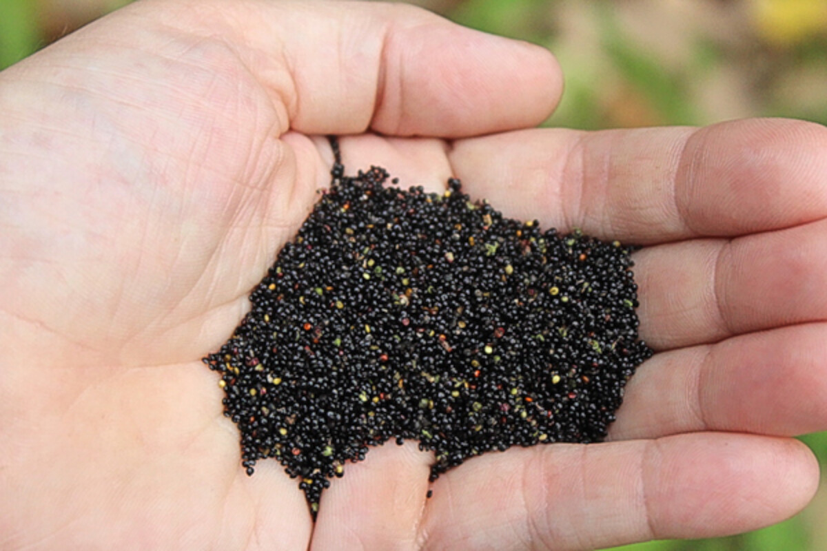 Goosefoot Seed harvest