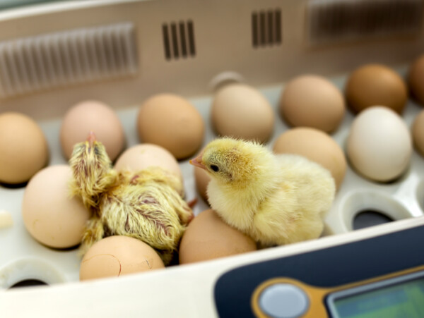 Hatching Chicken Eggs