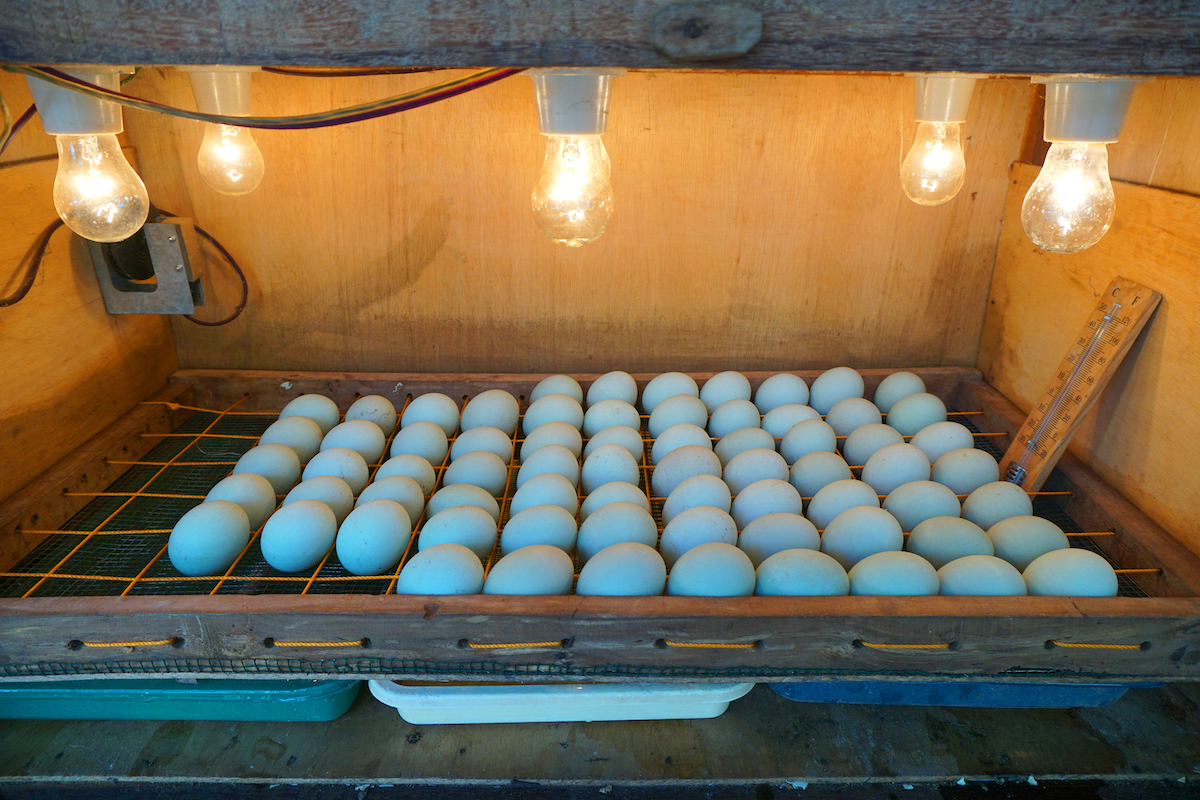Homemade Egg Incubator