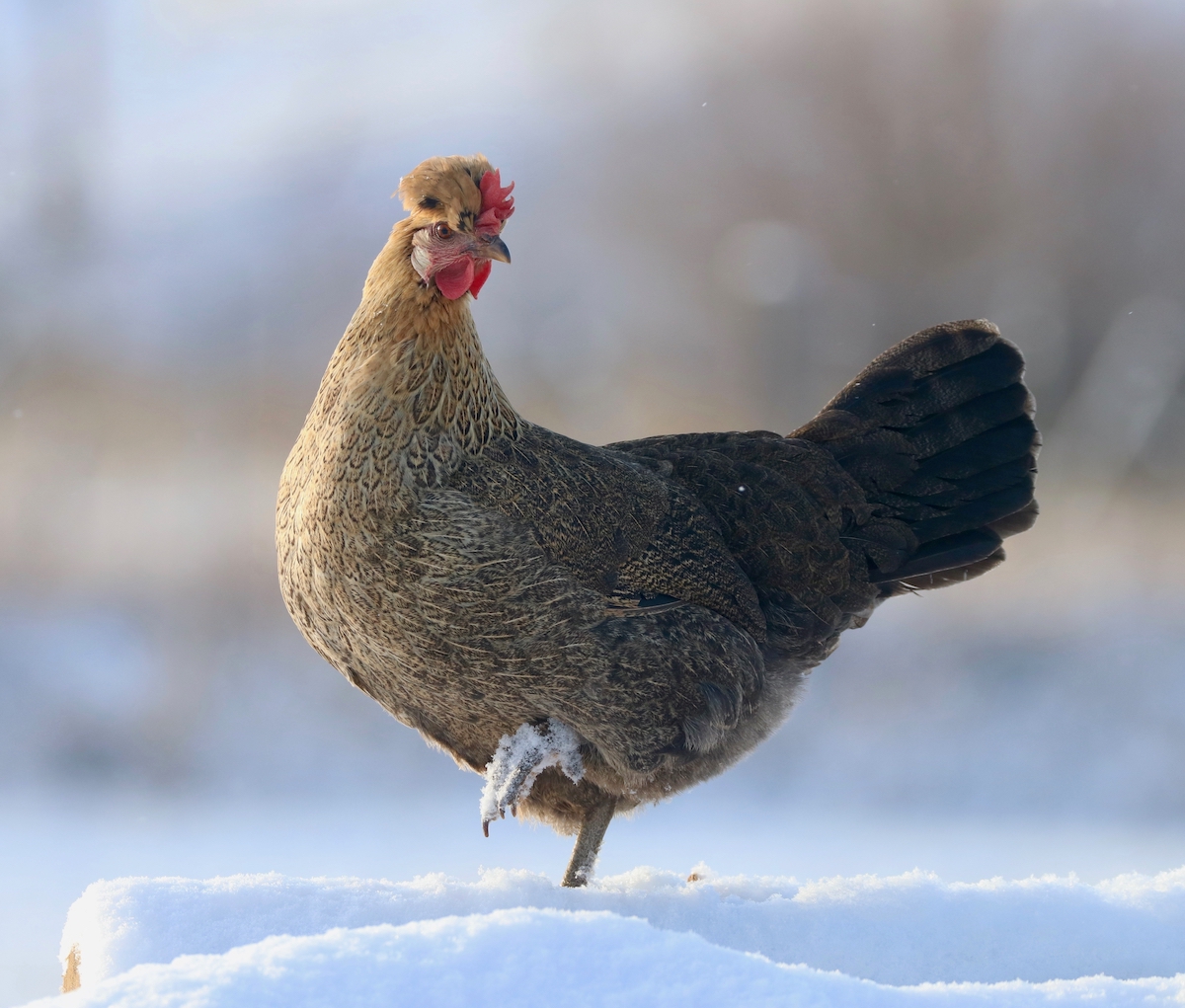 Icelandic Chicken