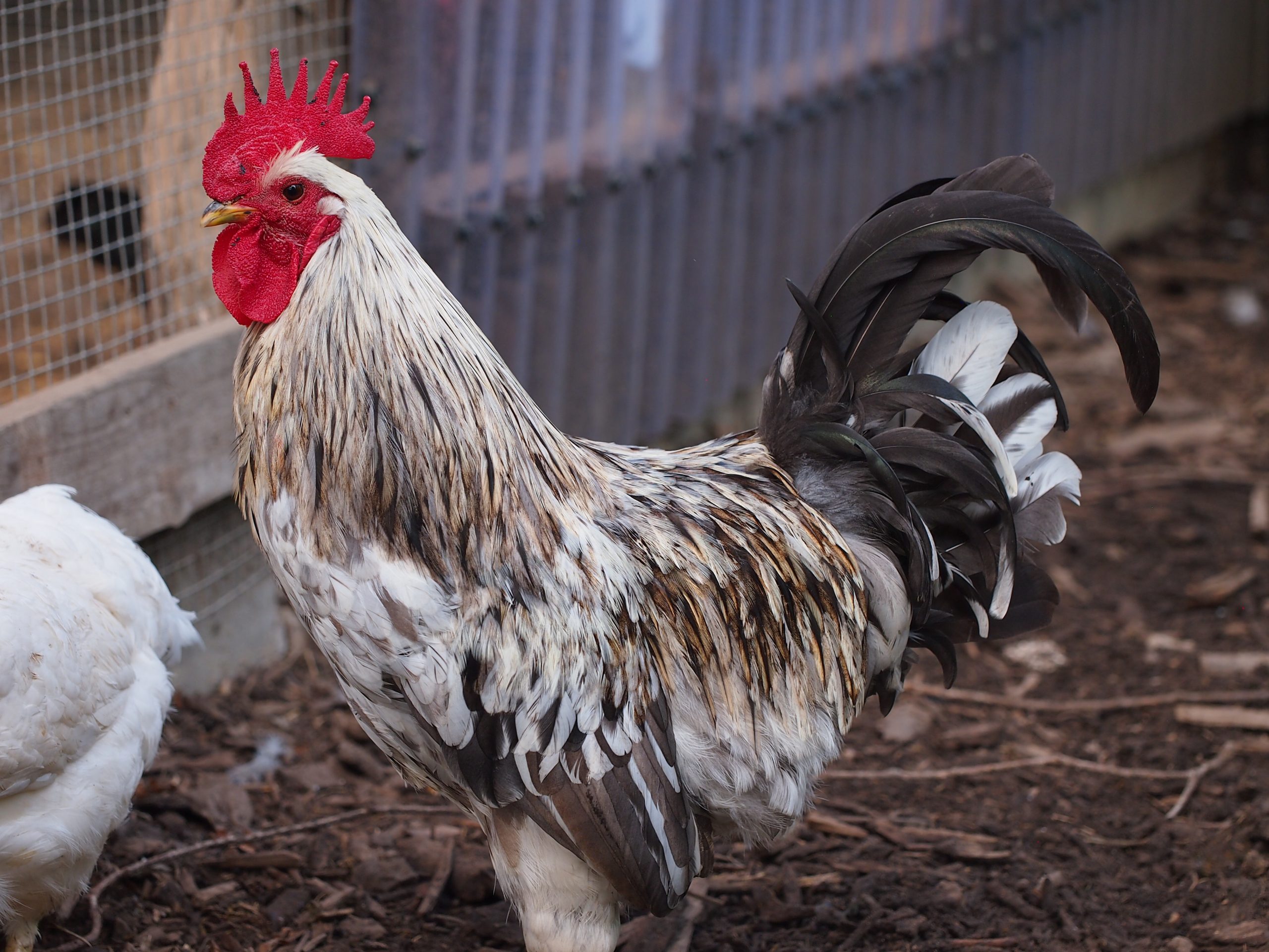 Isbar Rooster