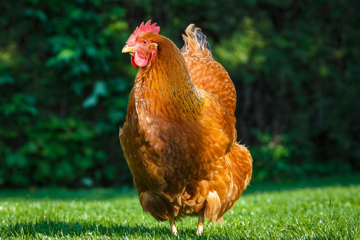 New Hampshire Red Hen