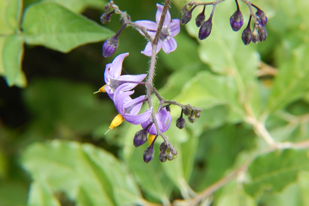 Nightshade Flowers