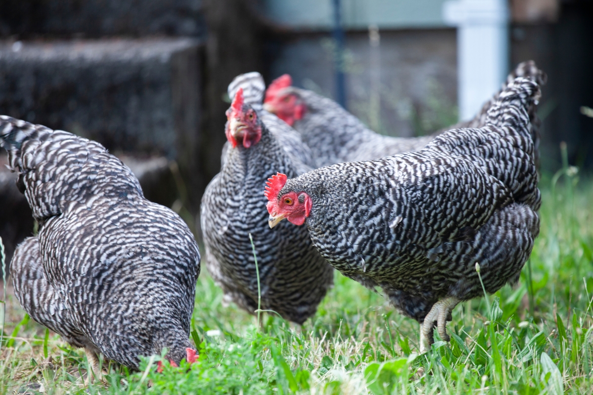 Plymouth Rock Chickens