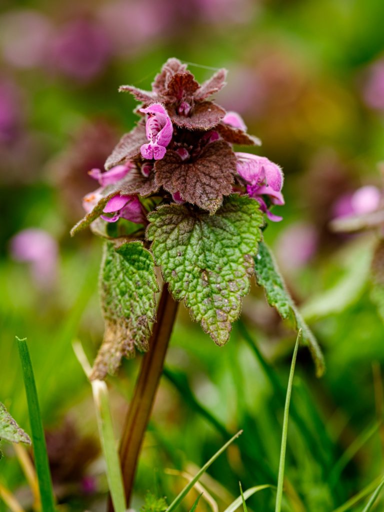 Purple Dead Nettle