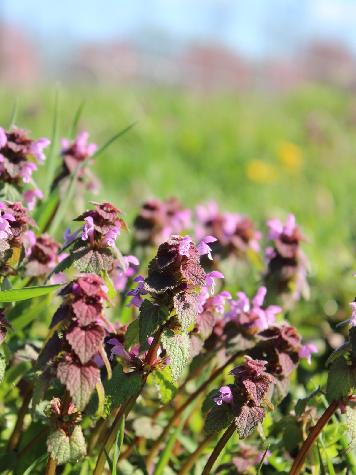 Purple Dead Nettle
