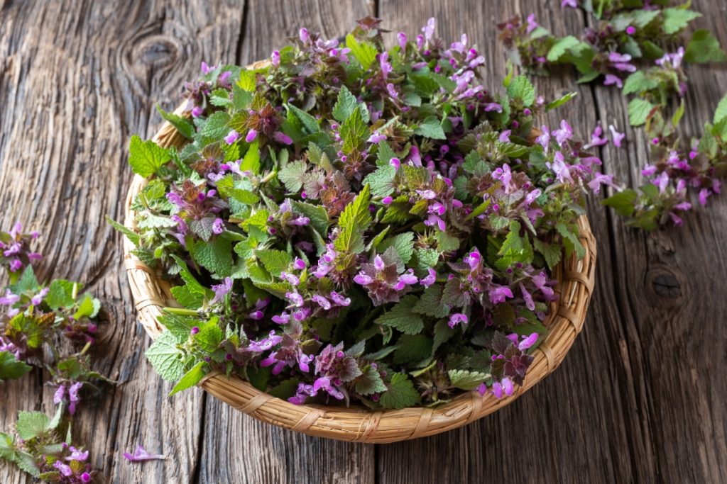 Purple Dead Nettle
