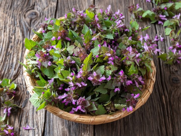 Purple Dead Nettle