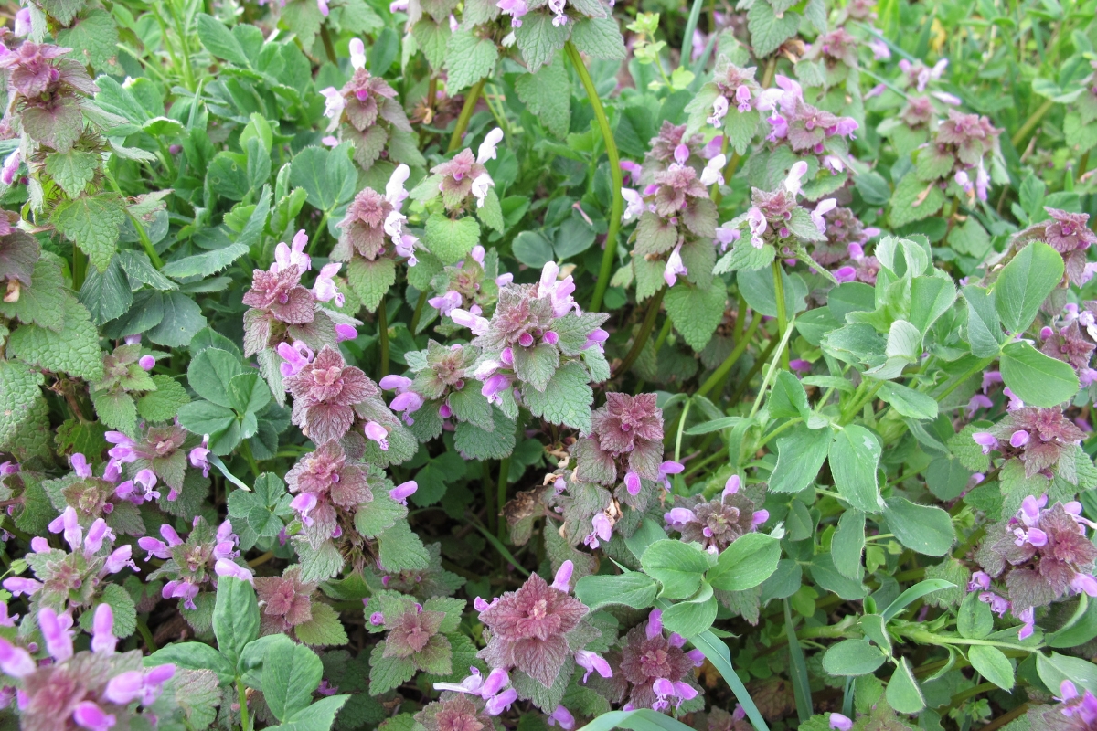 Purple Dead Nettle