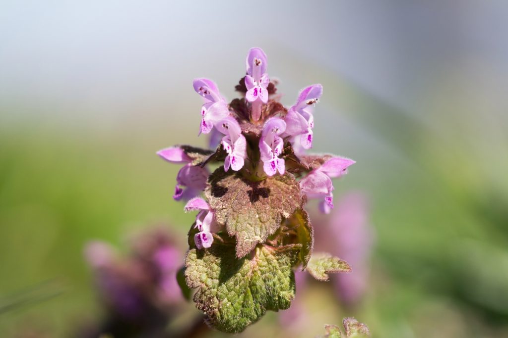 Foraging Purple Dead Nettle (& Ways to Use It) — Practical Self Reliance