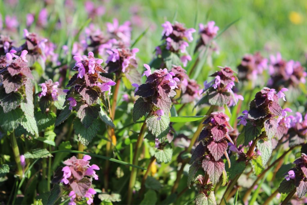 Purple Dead Nettle