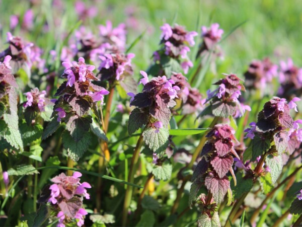 Purple Dead Nettle