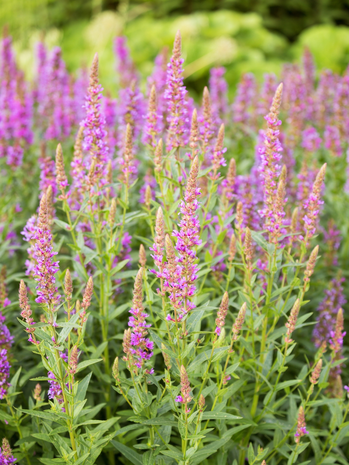 Purple Loosestrife Lythrum salicaria